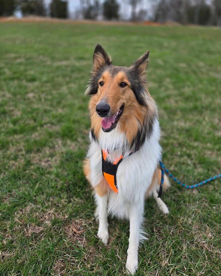 A collie sitting on the grass, looking at the camera