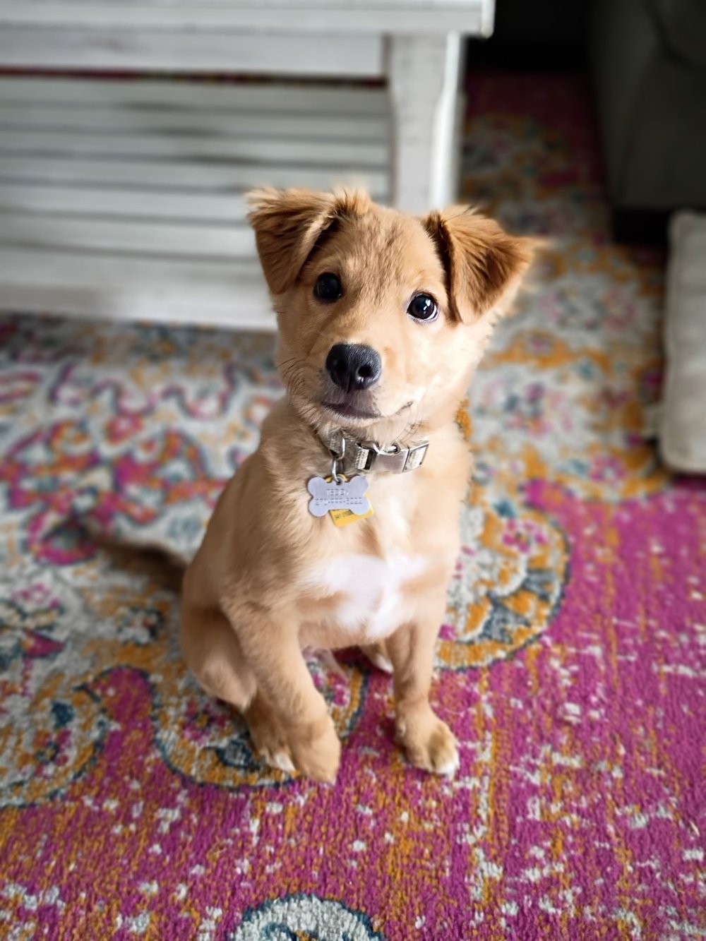 A young puppy sitting on a rug, looking up